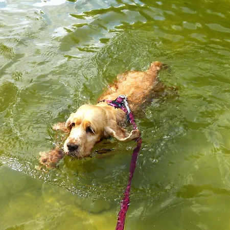 Ruhiges Zum Arbeiten Oder Erholung Mit Hund *